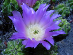 beautiful_cactus_flower_by_pablo774-d5nln17