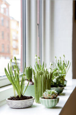 indoor-succulent-garden-window