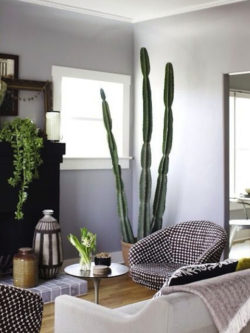 interior designing with cactus