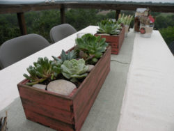 succulent-boxes