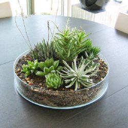 table-decorations-centerpieces-succulents-9