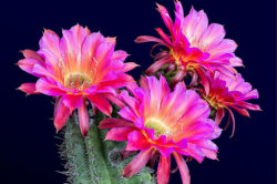 watching-these-cactus-flowers-bloom-is-completely-2-14353-1433446451-10_dblbig