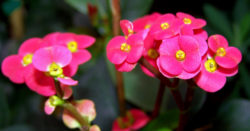Euphorbia_milii_flowers_photo_file_374KB