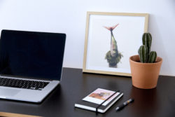 Product-Photo-Desk-Cactus