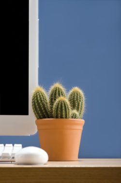 gallery-1471458406-desk-plant-cactus