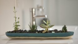 houseplants that take care of themselves via Justin Hulog 5l Gardenista