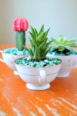 teacup-succulent-planter
