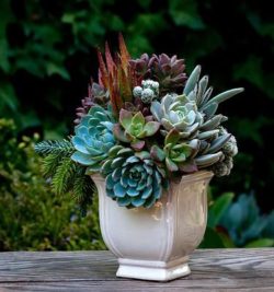 36274dc048a64d78843f4dad84fc3414--succulent-containers-garden-container