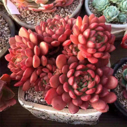 60pcs-red-succulent-seeds-lithops-rare-living-stones-plants-cactus-home-plant-ac2a403a791d70c9be0f460b74f5bb97