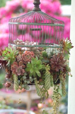 Birdcage_Succulents in bird cage