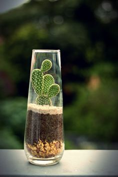 b91e109631fb3d159f30d7c4c0db0dc1--mini-cactus-champagne-glasses