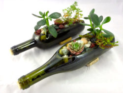 bottle-cut-cacti