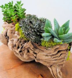 driftwood_decor_succulents_planter-551x600