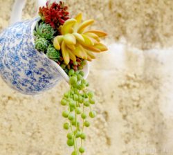 succulent-blue-china-jug