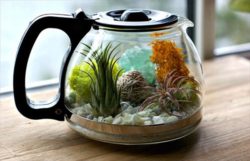 DIY-Indoor-Teapot-Planter