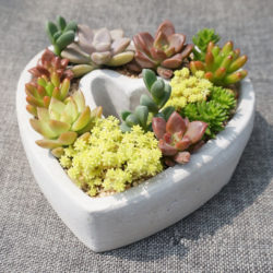 -font-b-heart-b-font-shaped-indoor-herb-garden-font-b-pots-b-font-ceramic