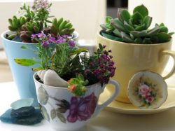 teacup-succulents