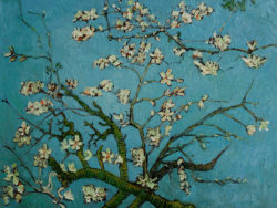 Branches of an Almond Tree in Blossom by Vincent Van Gogh OSA396