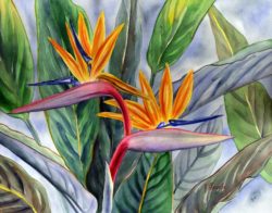 Floravita-bird-of-paradise-tropical-flower-painting