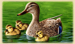 mother-mallard-with-duckling-photos