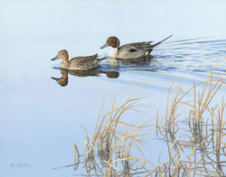 pintail-ducks_oil-painting