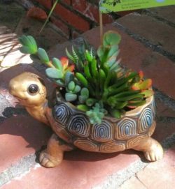 48553e337ee706ea1b5dcc3b585833cb--turtle-planter-succulent-turtle
