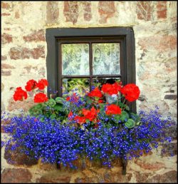Flowered-window