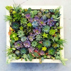 diy-plant-picture-frame-1