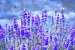 lavender-field-oil-painting-colorfull-contemporary-background-71688426