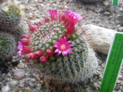 macro___cactus_with_pink_flowers_by_kretowski-d6a2gut