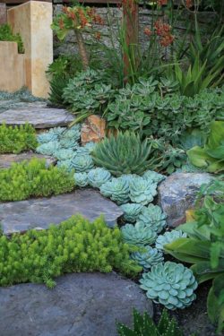 succulent-decode-garden-ideas-garden-stairs