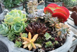 succulent-planter-more-herbs-indoors-millennials-shape-gardening-trends-for
