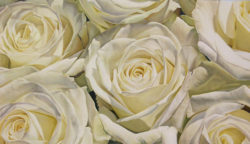 2-oil-painting-white-roses-thomas-darnell