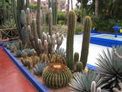 3ab7acd90581e55d57ee866c0dbd1a52--cacti-garden-cactus-plants