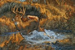 Copyright-Ryan-Kirby-Whitetail-Deer-Painting-The-Slip