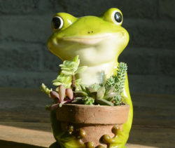 Cute-Frog-Succulent-Planter-Plant-Pot-Flower-Pot-Bonsai-Pot-2017-6-8-christmas-gifts-cool-stuffs-feelgift-4