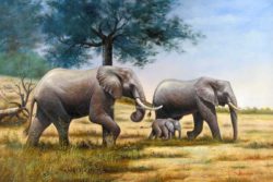 Elephants-58