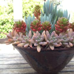 dec7c05f755a0a0d2a2b0d09322ccd2d--succulent-bowls-succulent-containers