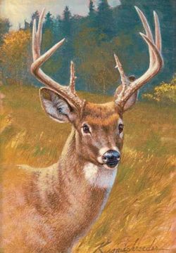 paintings-of-deer-best-20-deer-paintings-ideas-on-pinterestno-signup-required-photos