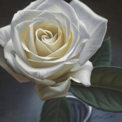 single-white-rose-steven-tetlow