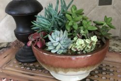 succulent-bowl-ideas