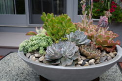 succulent-modern-bowl-summer-2013-2