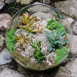 succulent-terrarium-1-of-1