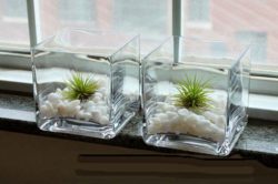 Square-glass-cylinder-vase-hydroponic-plants-Succulents-square-flower-water-lily-flower-is-cup-coins-Grass