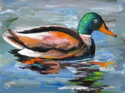 mallard-duck-700h