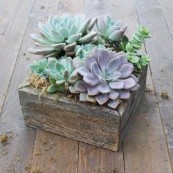 succulent_garden_in_reclaimed_wood_square_planter_1_1f09cfb2-9fb8-4b91-a47e-1518bdadd4b0_1024X1024_cropped