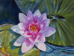 water lily cropped