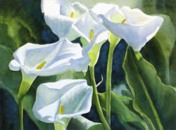 white-calla-lilies-sharon-freeman
