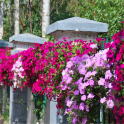 200seeds-Potted-flower-seeds-Garden-Petunia-Hanging-petunia-seeds-Balcony-Bonsai-Plant-For-Garden-Home-Easy