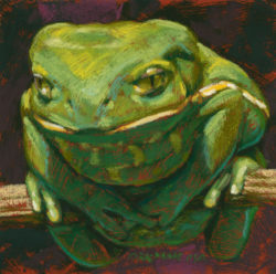 Frog-#7